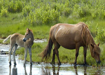 assateague_island.jpg