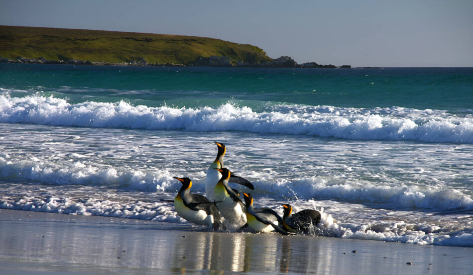 Islas Malvinas, famosas por su flora y fauna