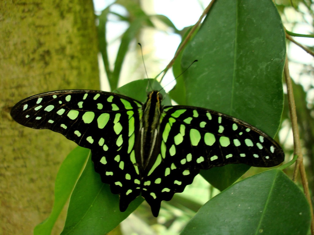 Черно зеленая бабочка. Тропические бабочки. Зеленая бабочка. Черная Тропическая бабочка.