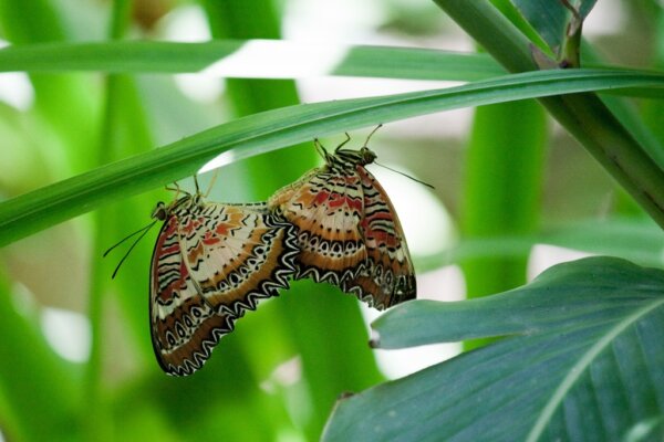 Granja de Mariposas de Aruba 5