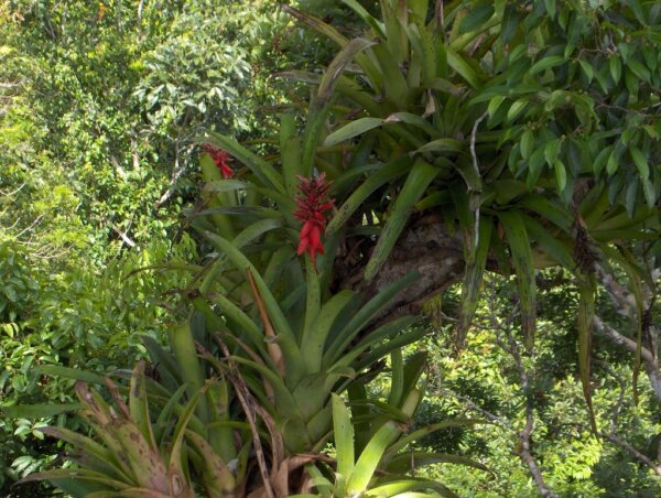 Parque Amacayacu 2