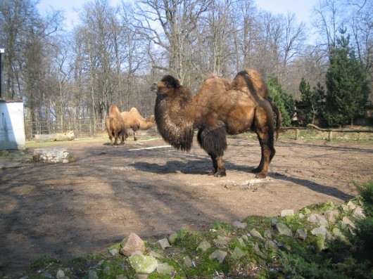 Zoologico de Lituania 1