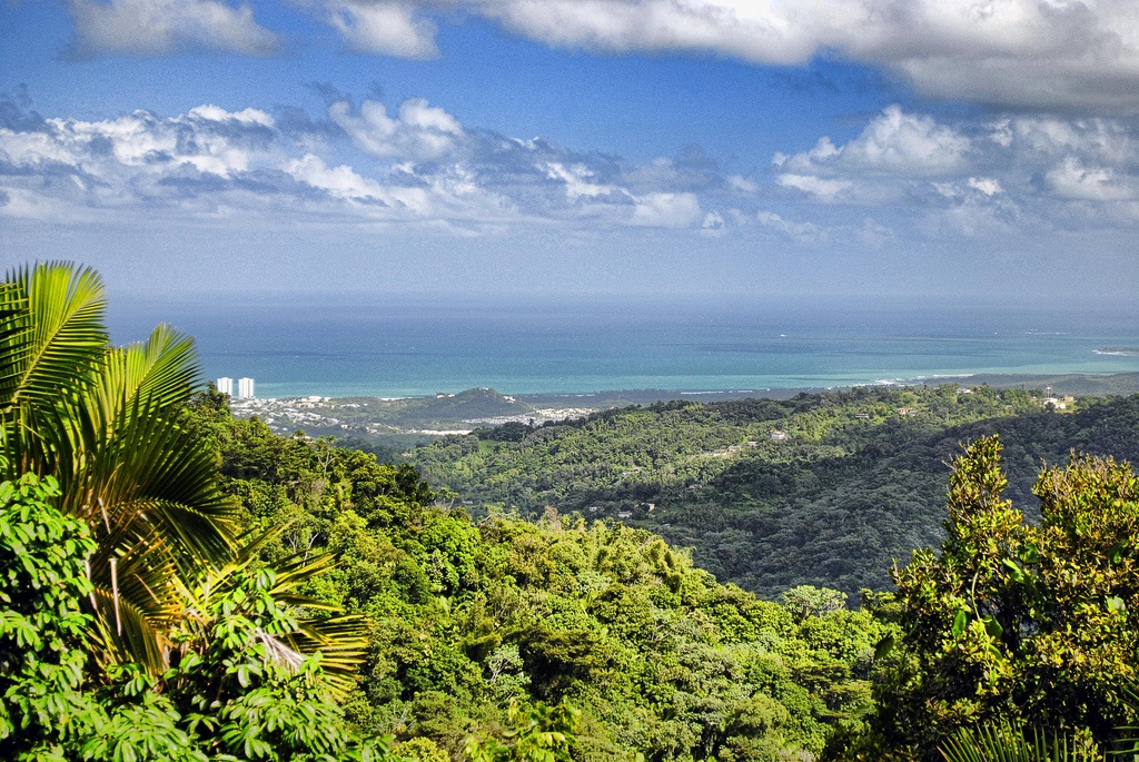 Diversidad Natural En El Bosque El Yunque Puerto Rico Ser Turista