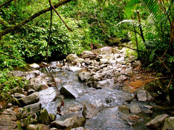 Bosque El Yunque 2