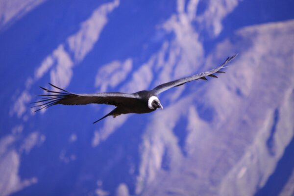 Cañon de Colca 2