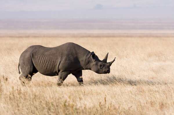 Ngorongoro 3