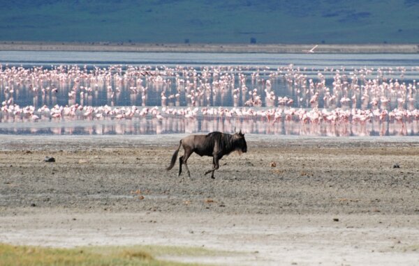 Ngorongoro 6