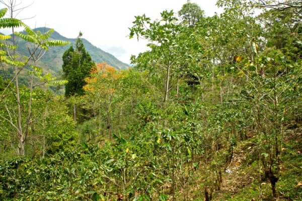 Parque Nacional Chirripo 1