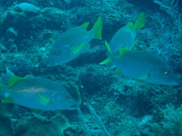 Playas Placencia 3