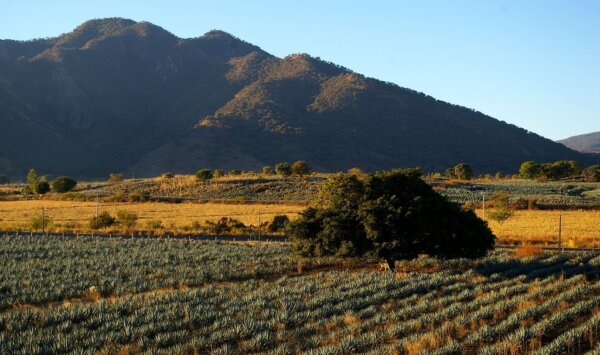 Ruta del Tequila 1