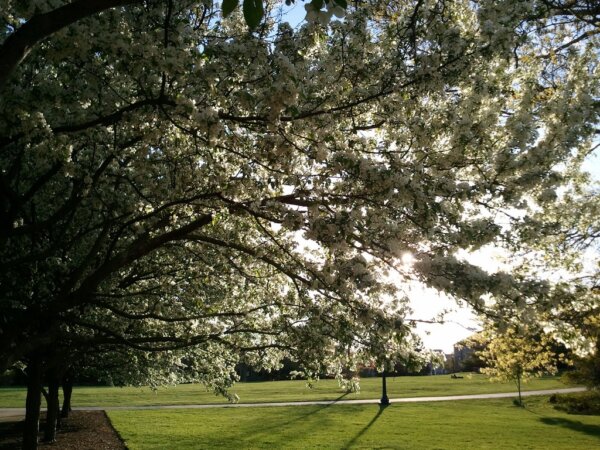 Arboreto de la Universidad de Connecticut 2