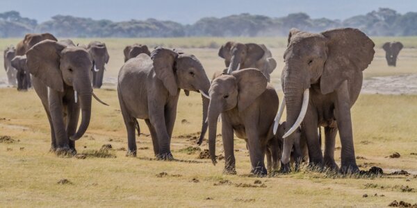 Parque Amboseli 1