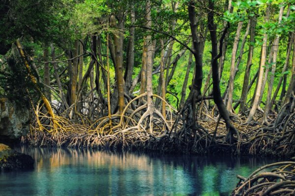 Parque Los Haitises 2