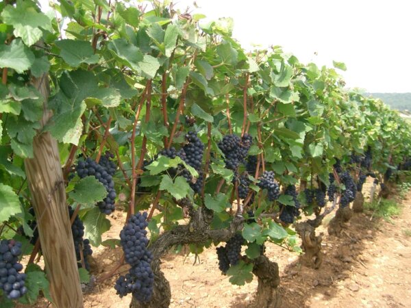 Chambertin 6