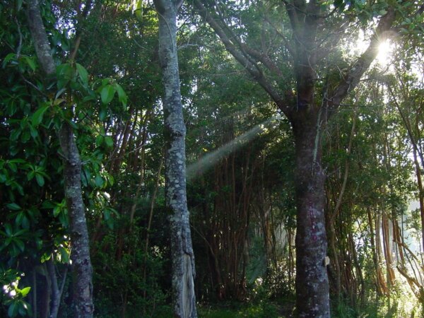 Parque Chiloe 1