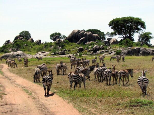 Safari Kenia y Tanzania 4