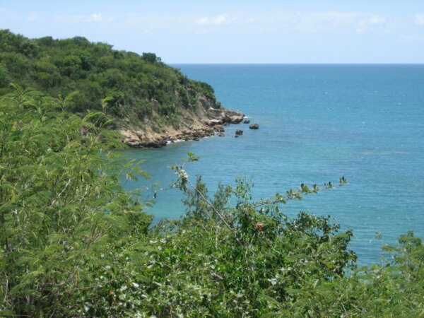 Bosque de Guanica 1
