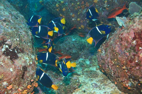 Parque Coiba 3
