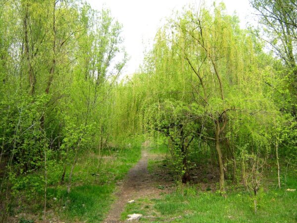 Braila 5