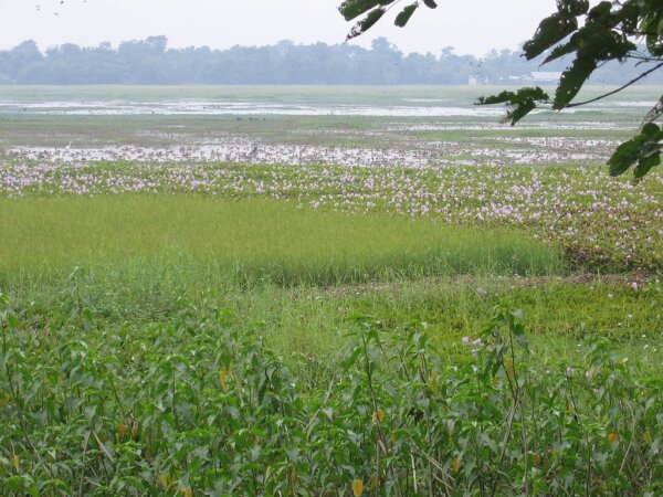 Majuli 4
