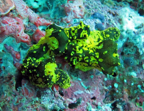 Raja Ampat 2