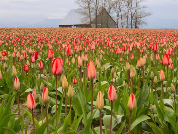 Festival de Tulipanes del Valle Skagit 1