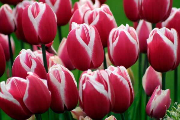 Festival de Tulipanes del Valle Skagit 2