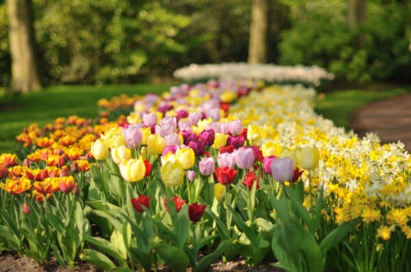 Keukenhof 2014 1