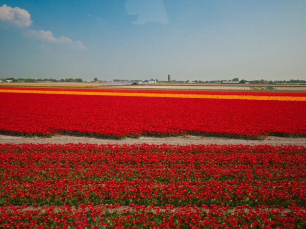 Keukenhof 2014 3