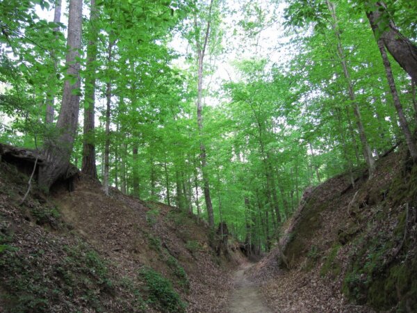 Natchez Trace 1