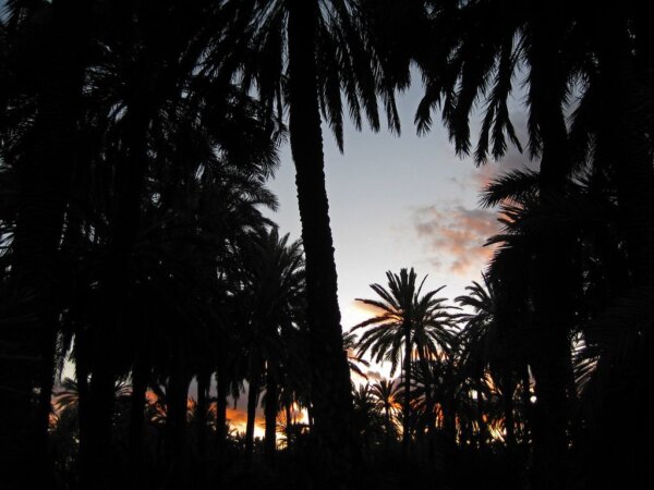Palmeral de Elche 3