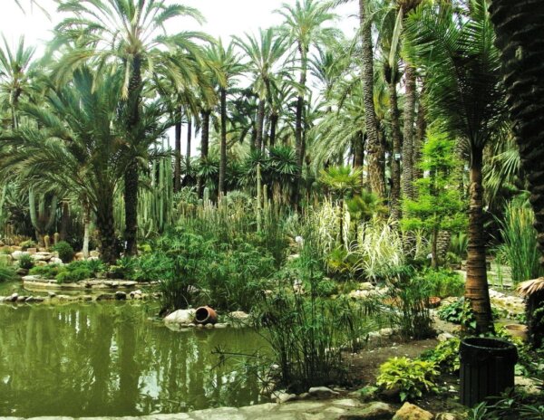 Palmeral de Elche 4