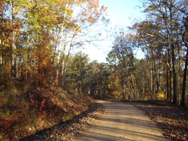Bosque Talladega 1
