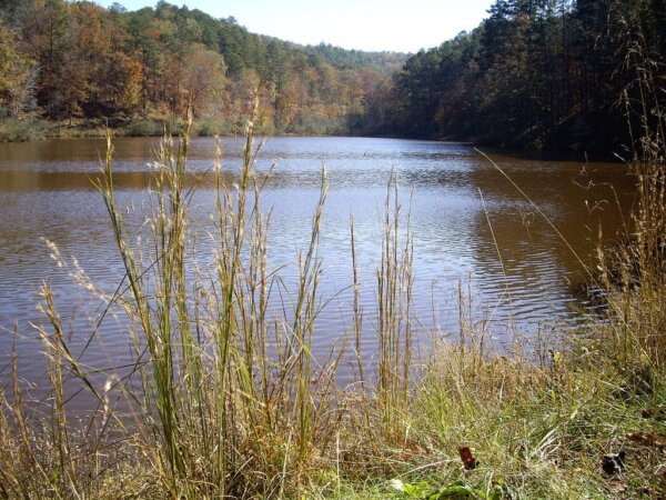 Bosque Talladega 3