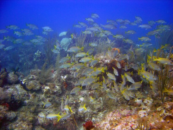 Bimini 5