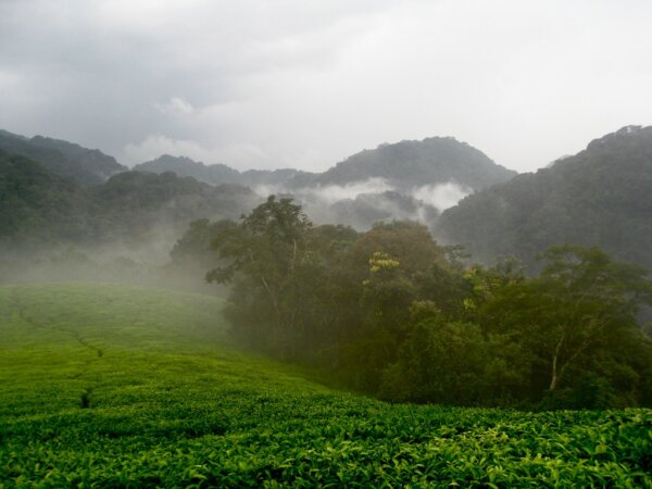 Parque del Bosque Nyungwe 6