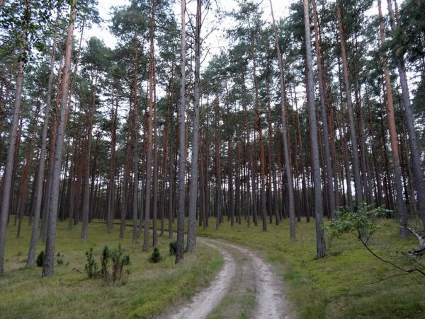 Bory Tucholskie 2