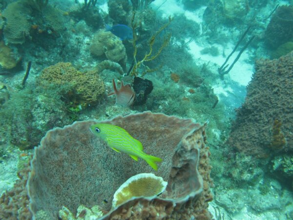 Buceo en Republica Dominicana 5