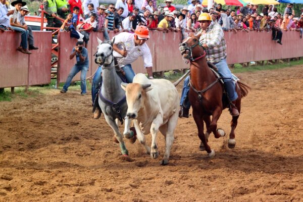 Arauca 1
