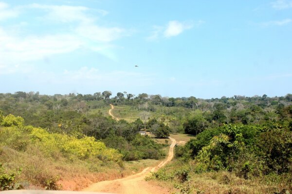Pando 4