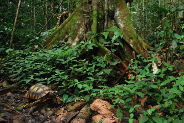 Parque Yasuni 2