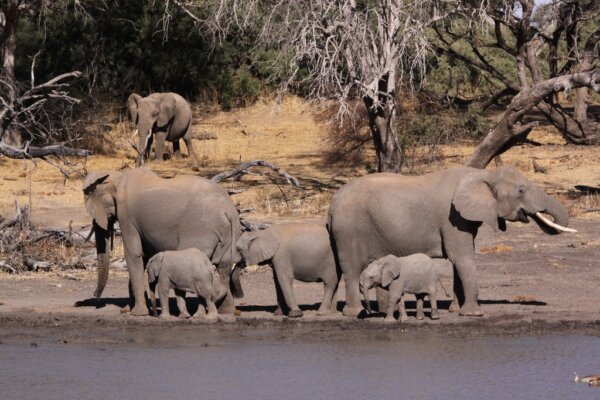 Mapungubwe 4
