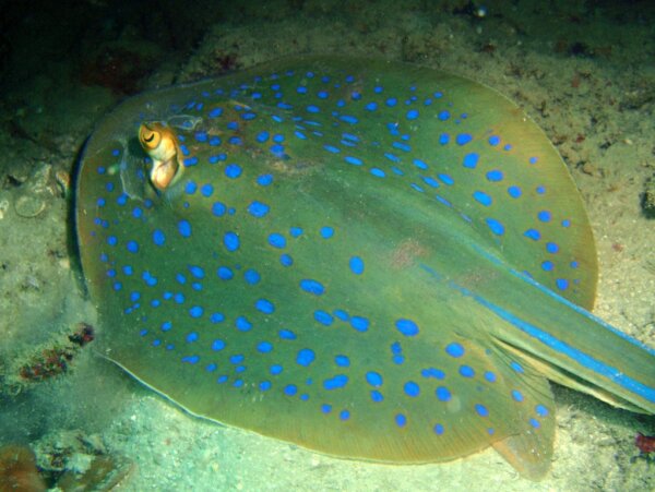 Buceo en las Islas Perhentian 6