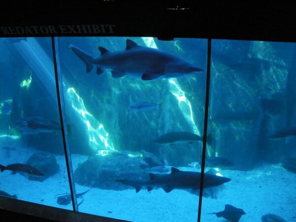 Acuario Dos Oceanos 2