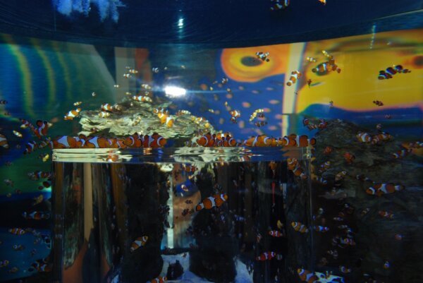 Acuario Dos Oceanos 4