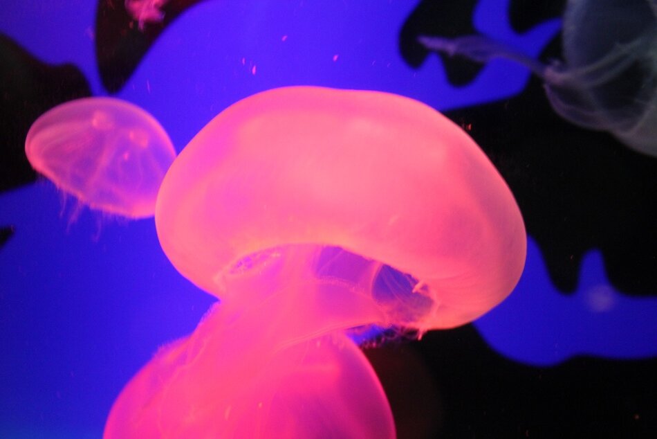 Acuario Dos Océanos en Ciudad del Cabo
